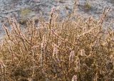 Salsola tragus