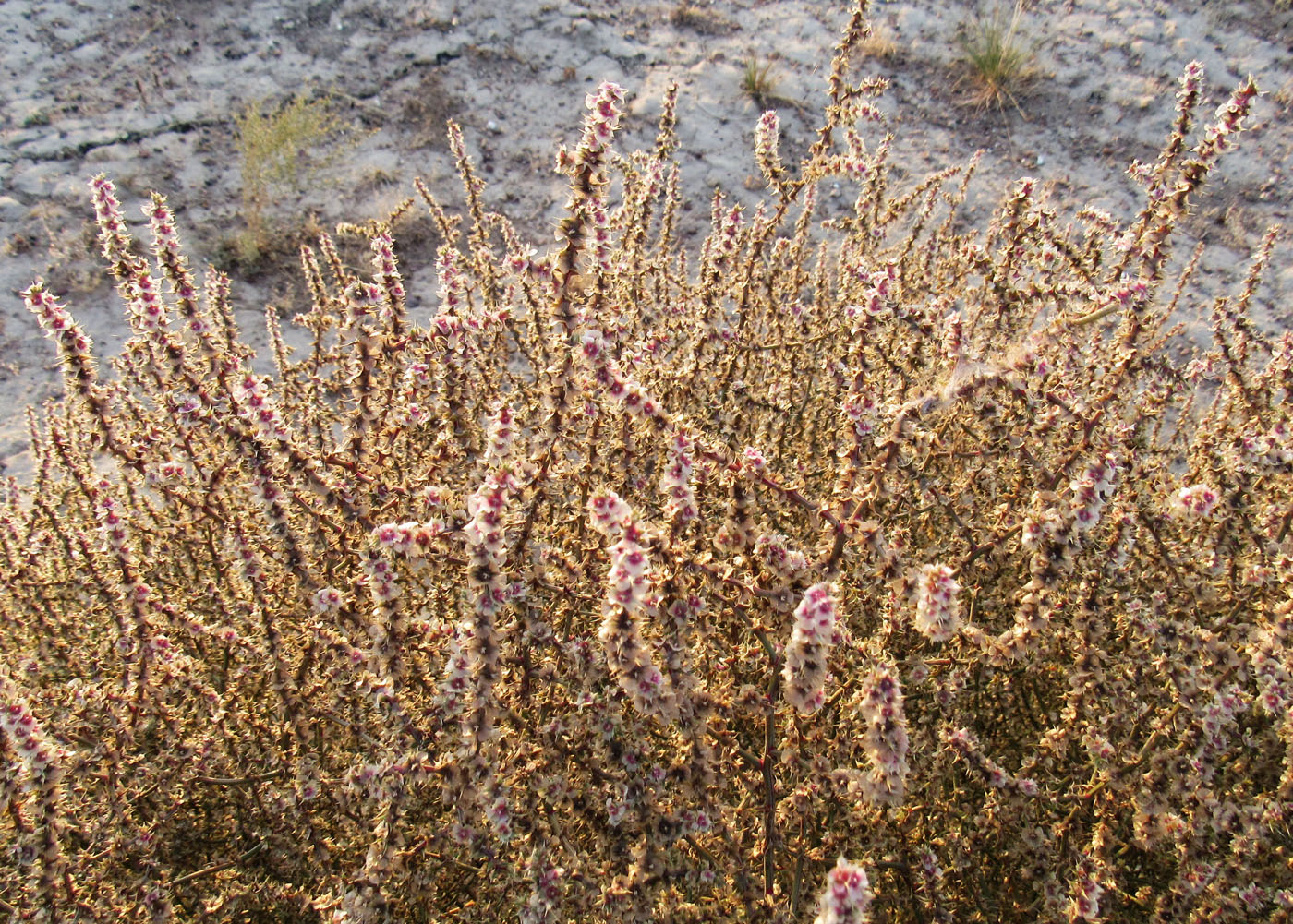 Image of Salsola tragus specimen.