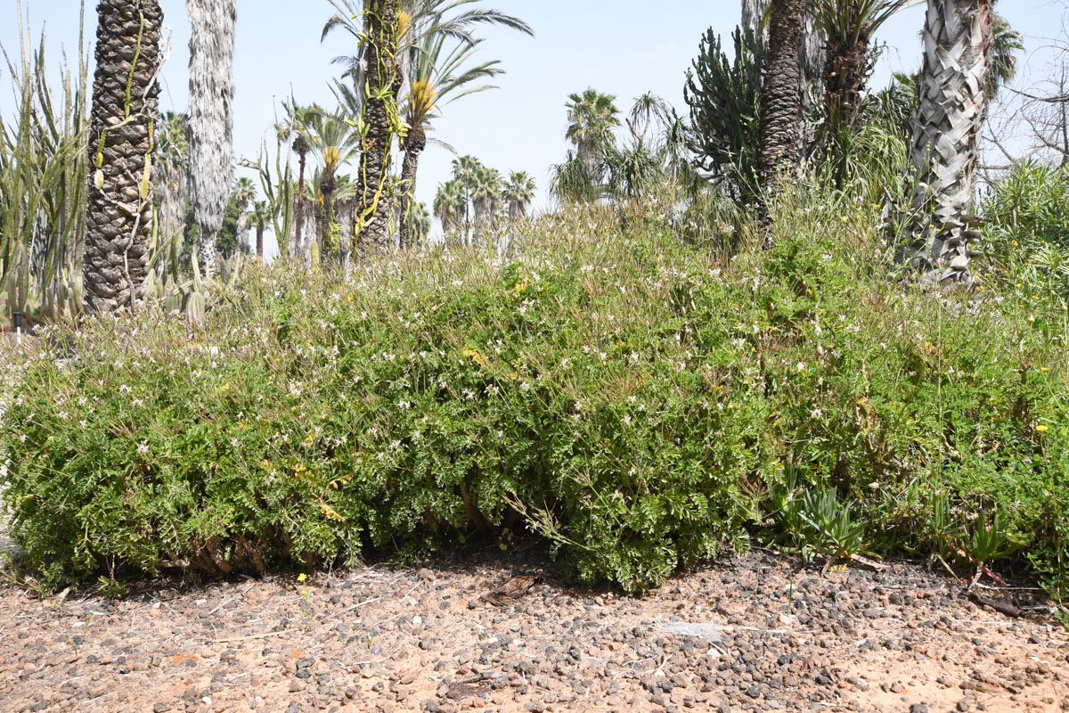 Image of Pelargonium laxum specimen.