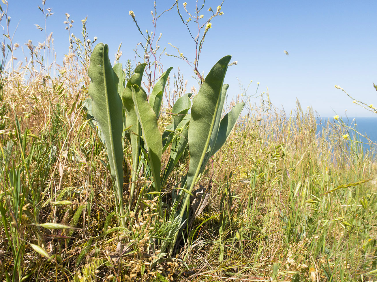 Image of Limonium coriarium specimen.