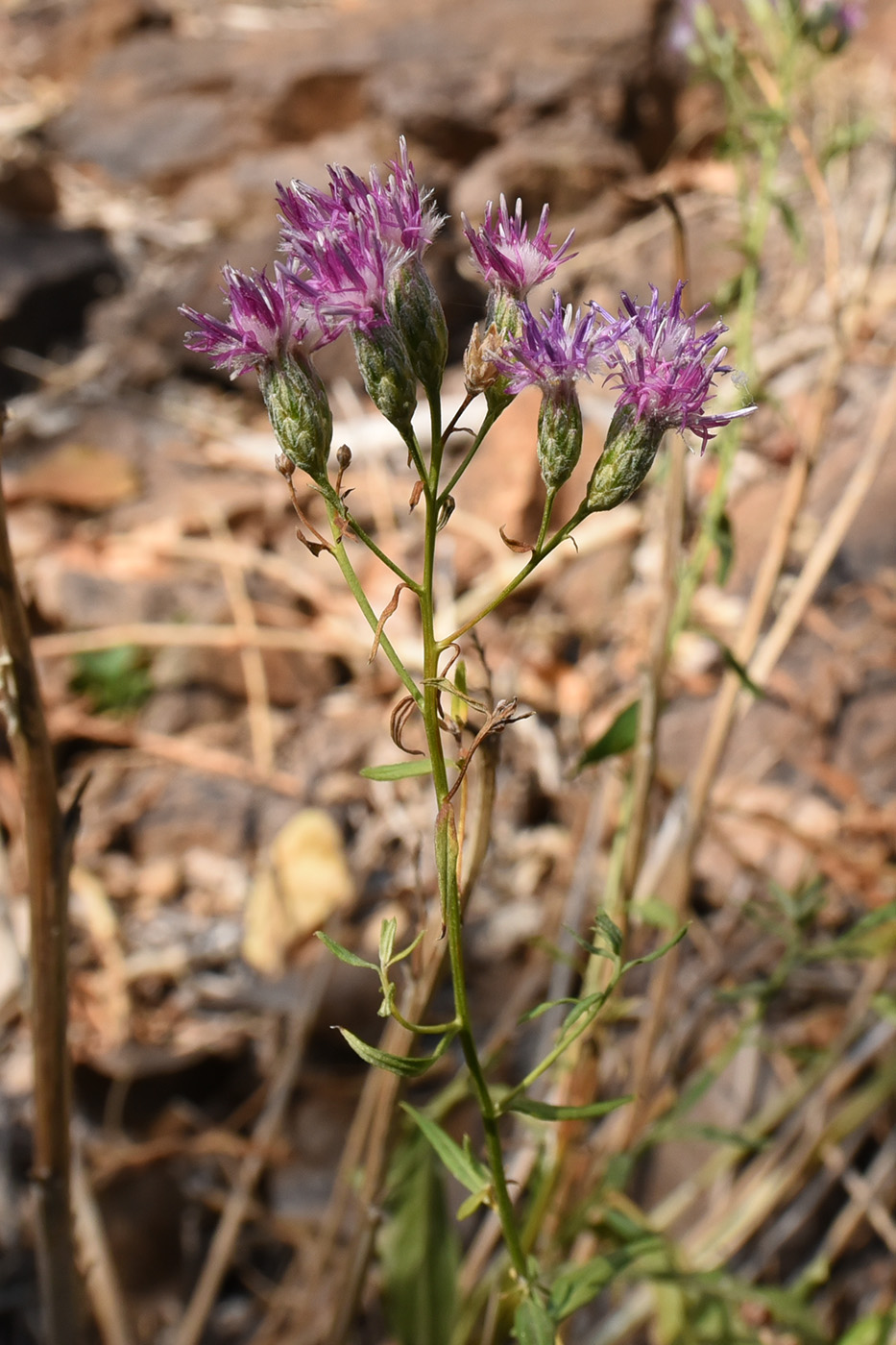 Изображение особи Saussurea elegans.