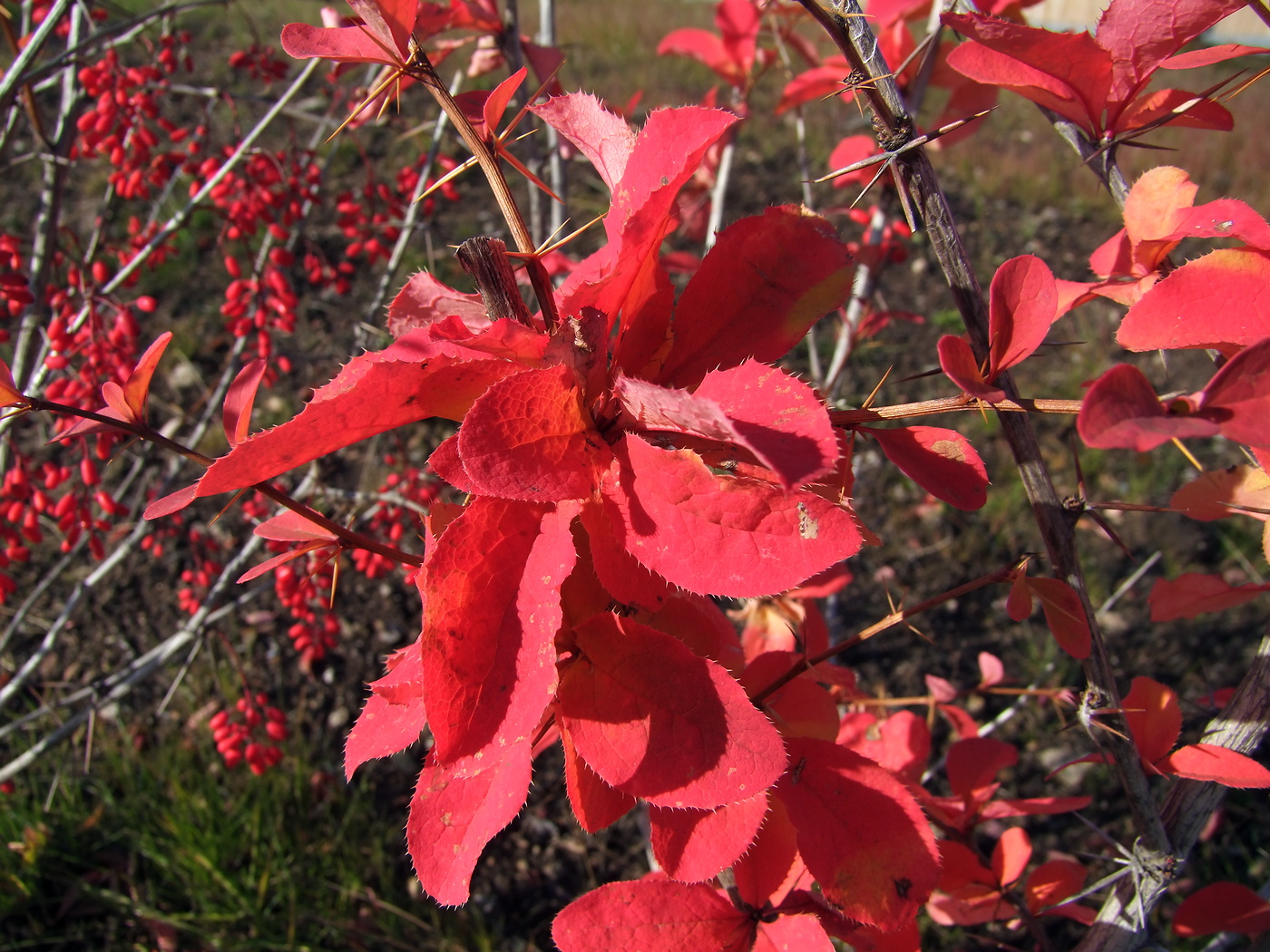 Image of Berberis vulgaris specimen.