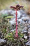 Sempervivum caucasicum. Цветущее растение. Кабардино-Балкария, Чегемский р-н, окр. с. Булунгу, субальпийский луг, среди камней. 05.08.2021.