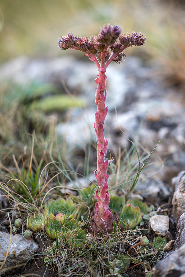 Изображение особи Sempervivum caucasicum.