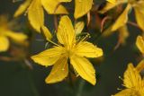 Hypericum perforatum