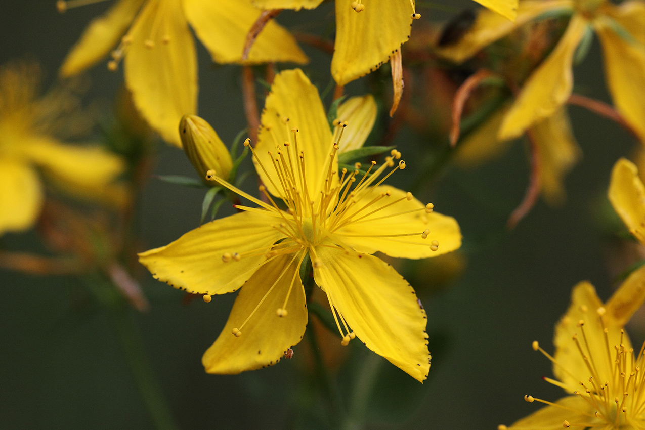 Изображение особи Hypericum perforatum.