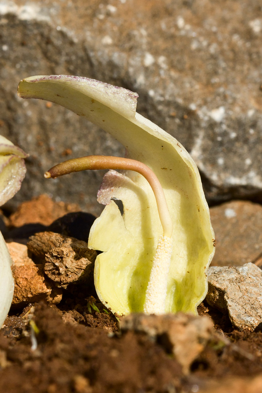 Image of Biarum davisii specimen.