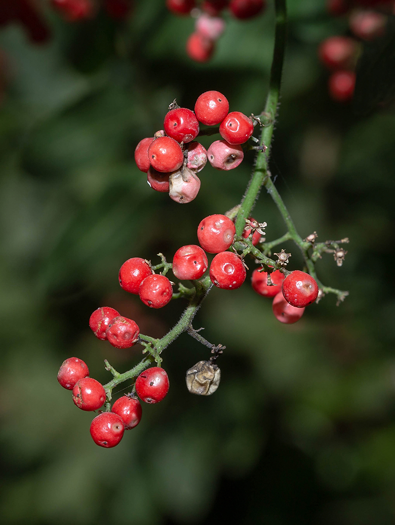 Изображение особи Schinus terebinthifolia.