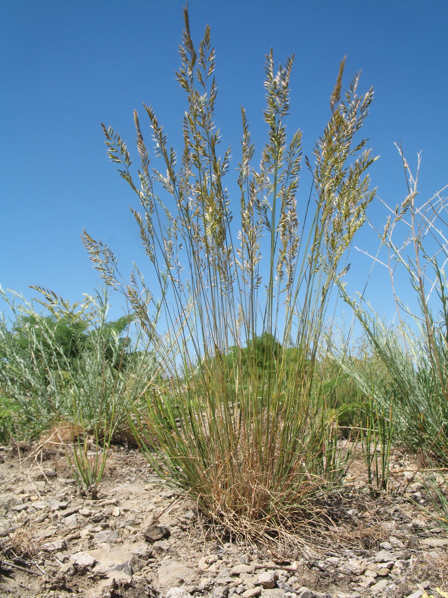 Image of Festuca valesiaca specimen.