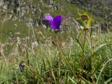 Campanula besenginica. Верхушки побегов с цветками и плодами. Кабардино-Балкария, Черекский р-н, Кабардино-Балкарский высокогорный заповедник, Мижиргийское ущелье, ≈ 2400 м н.у.м., альпийский луг, кромка обрыва над глубоким каньоном ручья Гидан. 17.08.2021.