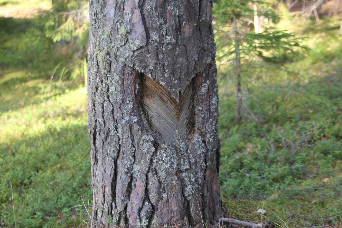 Изображение особи Pinus sylvestris.