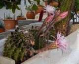 Echinopsis oxygona. Цветущие растения. Греция, Эгейское море, о. Парос, г. Лефкес (Λευκές), цветник. 30.05.2021.