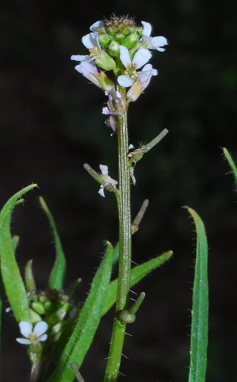 Image of Litwinowia tenuissima specimen.