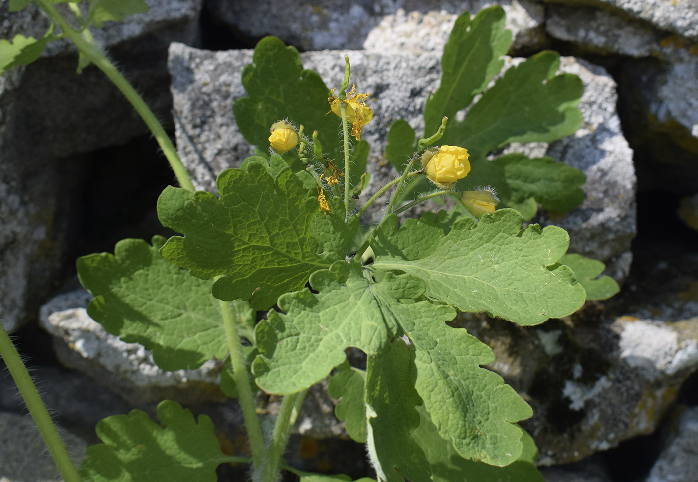 Image of Chelidonium majus specimen.