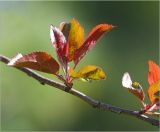 Image of taxon representative. Author is Виталий Гуменюк