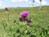 Cirsium appendiculatum