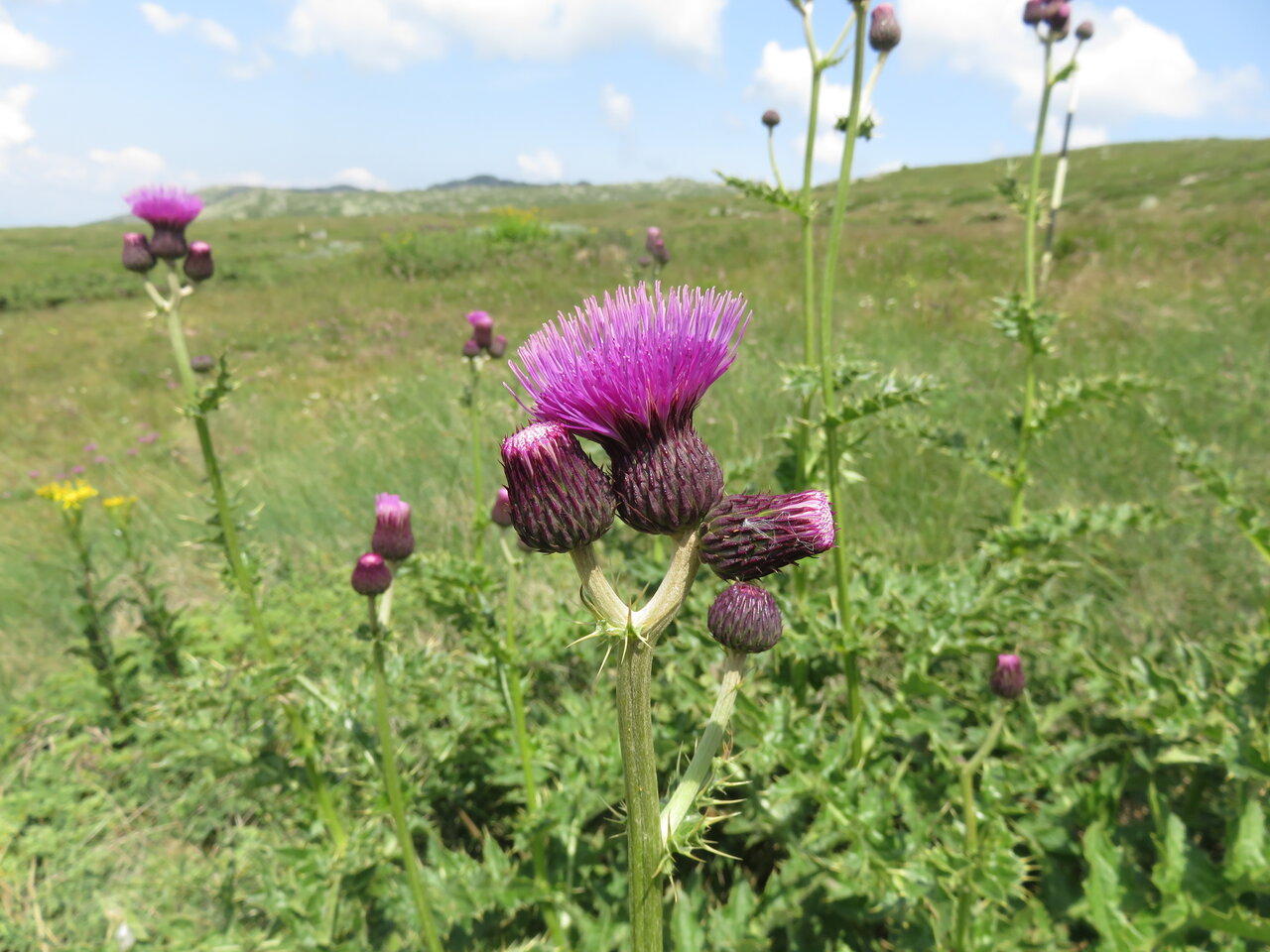 Image of Cirsium appendiculatum specimen.