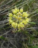 Allium obliquum