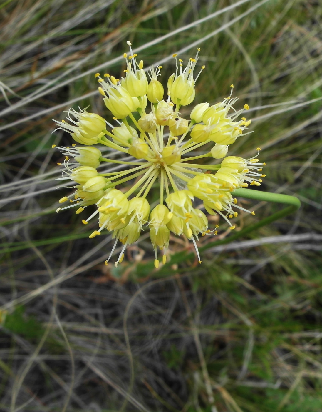 Изображение особи Allium obliquum.