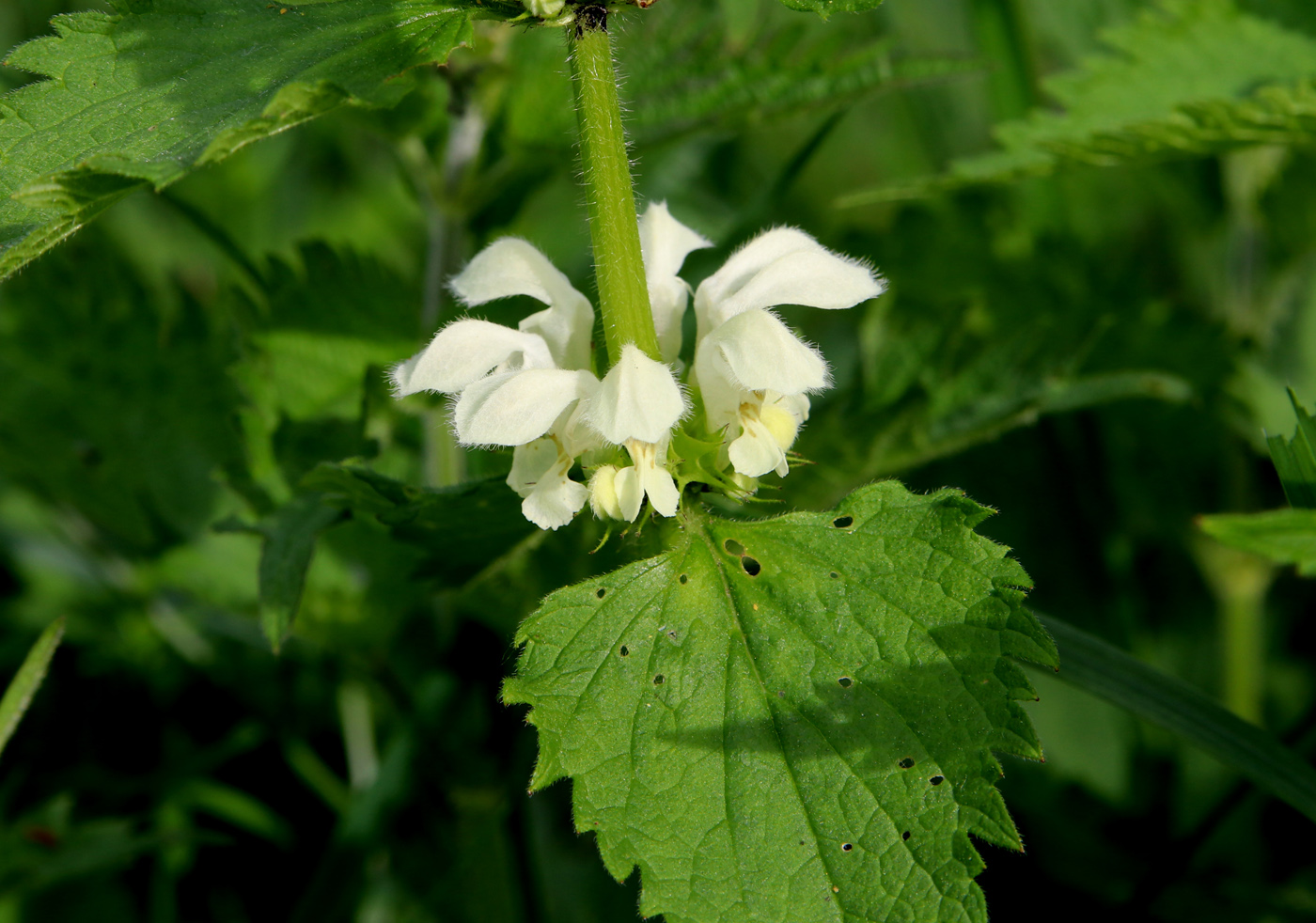 Изображение особи Lamium album.