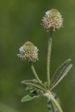 Trifolium montanum. Верхушки побегов с соцветиями. Ростовская обл., Белокалитвинский р-н, окр. с. Литвиновка, ур. Филькино, степная опушка леса. 28.05.2022.