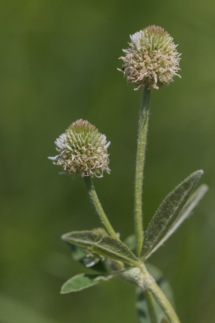 Image of Trifolium montanum specimen.