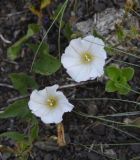 Convolvulus arvensis. Цветки. Республика Ингушетия, Джейрахский р-н, ур. Меллер, выс. 1600 м н.у.м., каменистый участок. 19.06.2022.