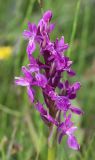 Dactylorhiza salina. Соцветие. Алтай, Кош-Агачский р-н, окр. с. Кокоря, пойменный луг. 24 июня 2022 г.