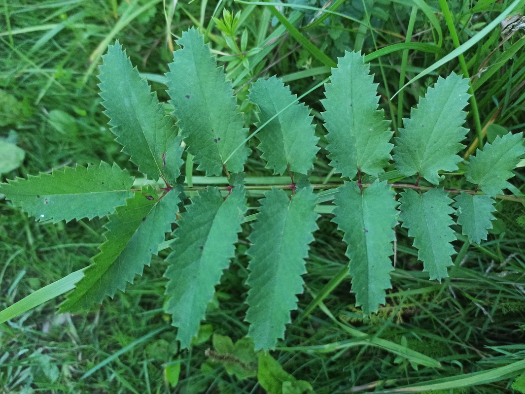 Image of Sanguisorba officinalis specimen.