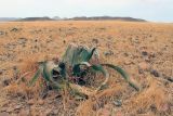 Welwitschia mirabilis. Растение с микростробилами. Намибия, обл. Кунене, р-н Эронго, горы Спицкопп, национальный парк \"Torra Conservancy\", 10 км к востоку от Спрингбоквассер, каменистая пустыня. 16.01.2010.