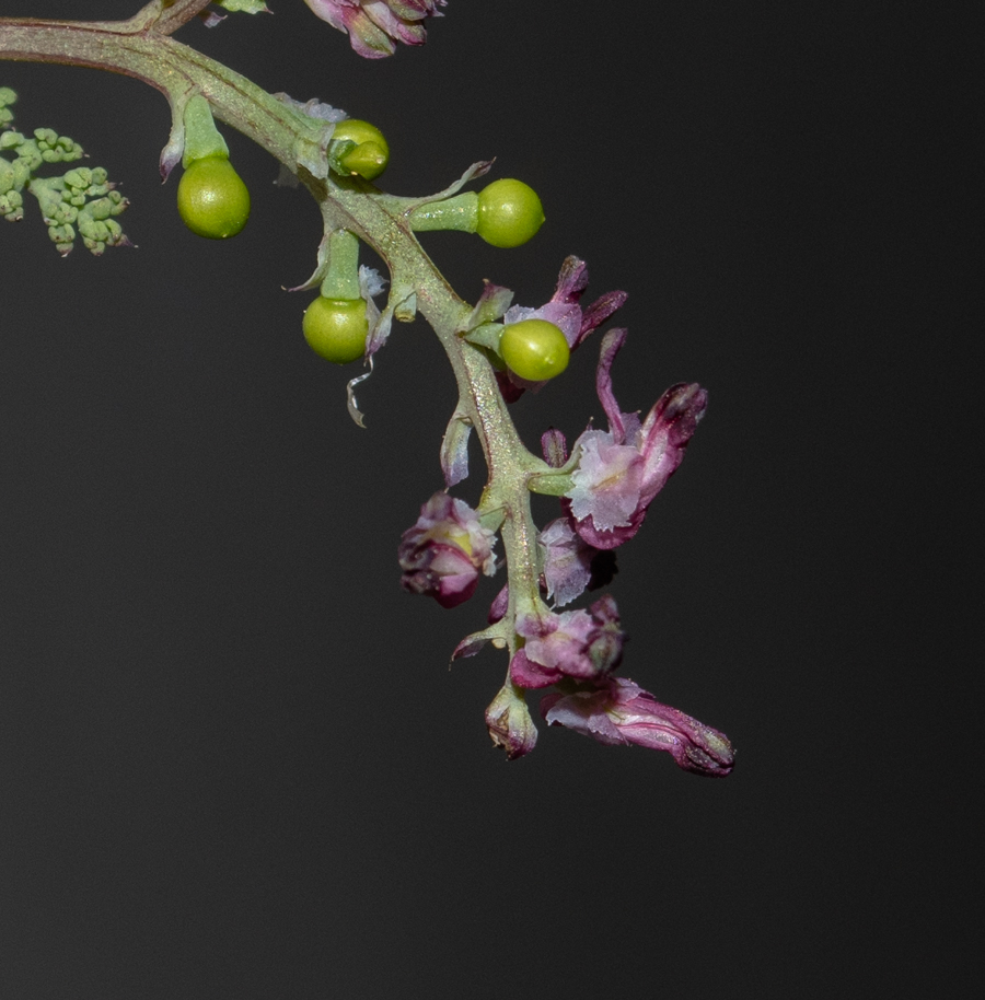 Image of Fumaria densiflora specimen.