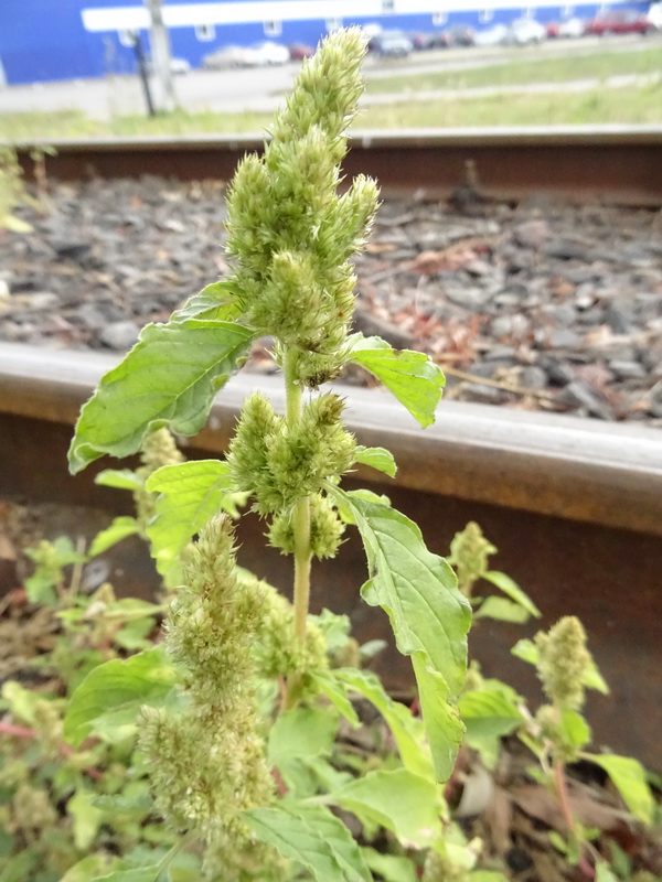 Изображение особи Amaranthus retroflexus.