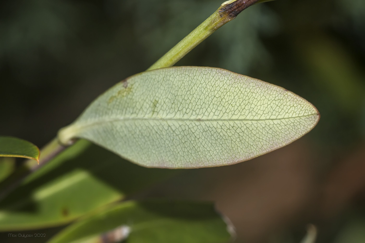 Image of Bupleurum fruticosum specimen.