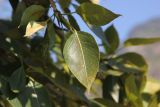 Populus laurifolia. Лист. Республика Алтай, Улаганский р-н, правый берег реки Чулышман напротив урочища Ак-Курум, береговая терраса. 8 августа 2020 г.