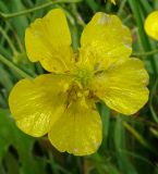 Ranunculus