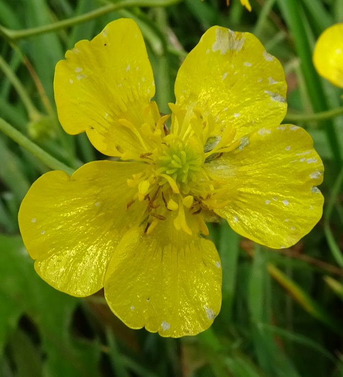 Изображение особи род Ranunculus.