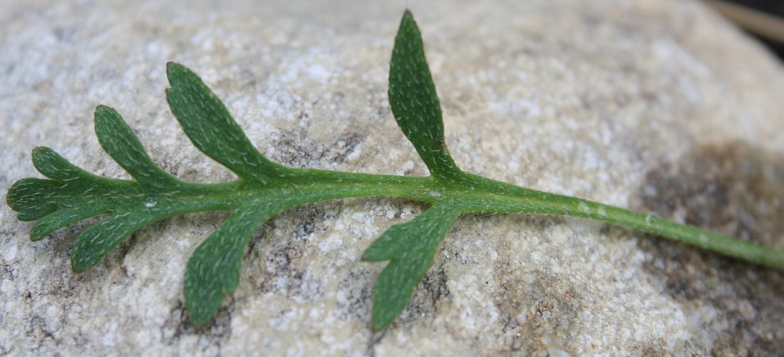Image of Papaver lapponicum specimen.