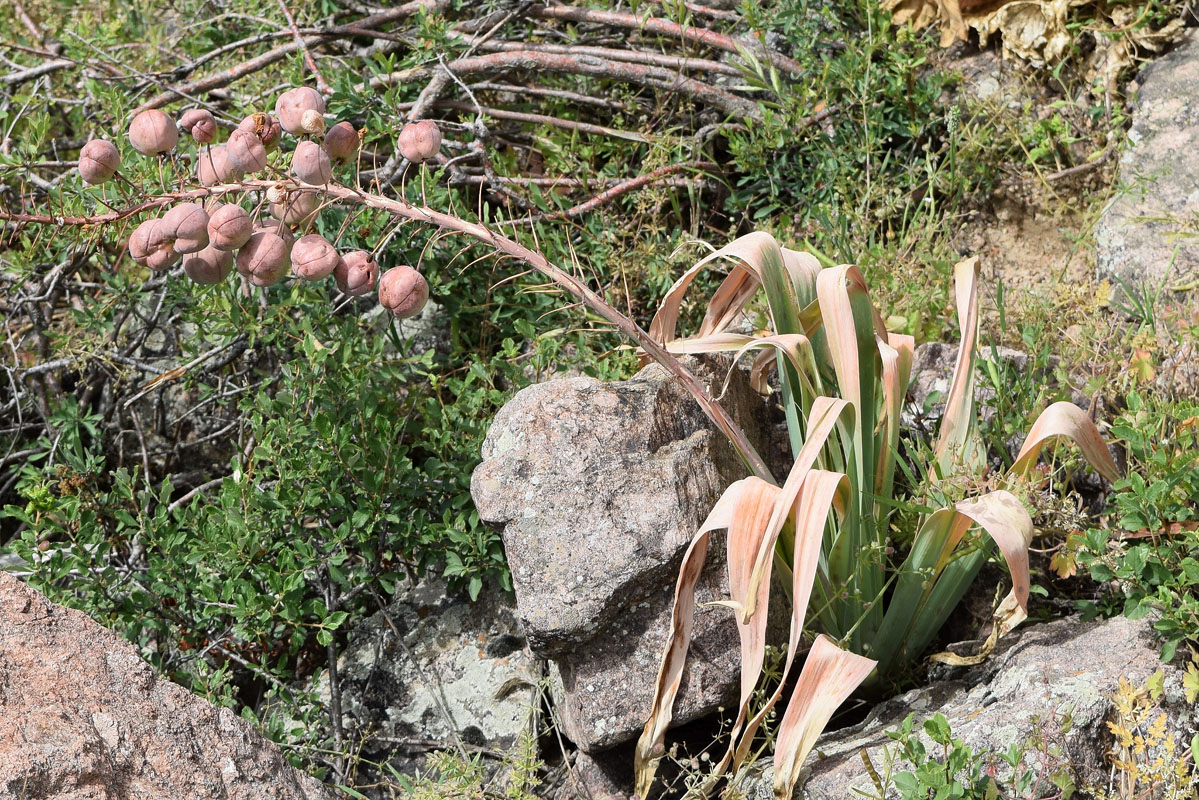 Image of Eremurus lactiflorus specimen.