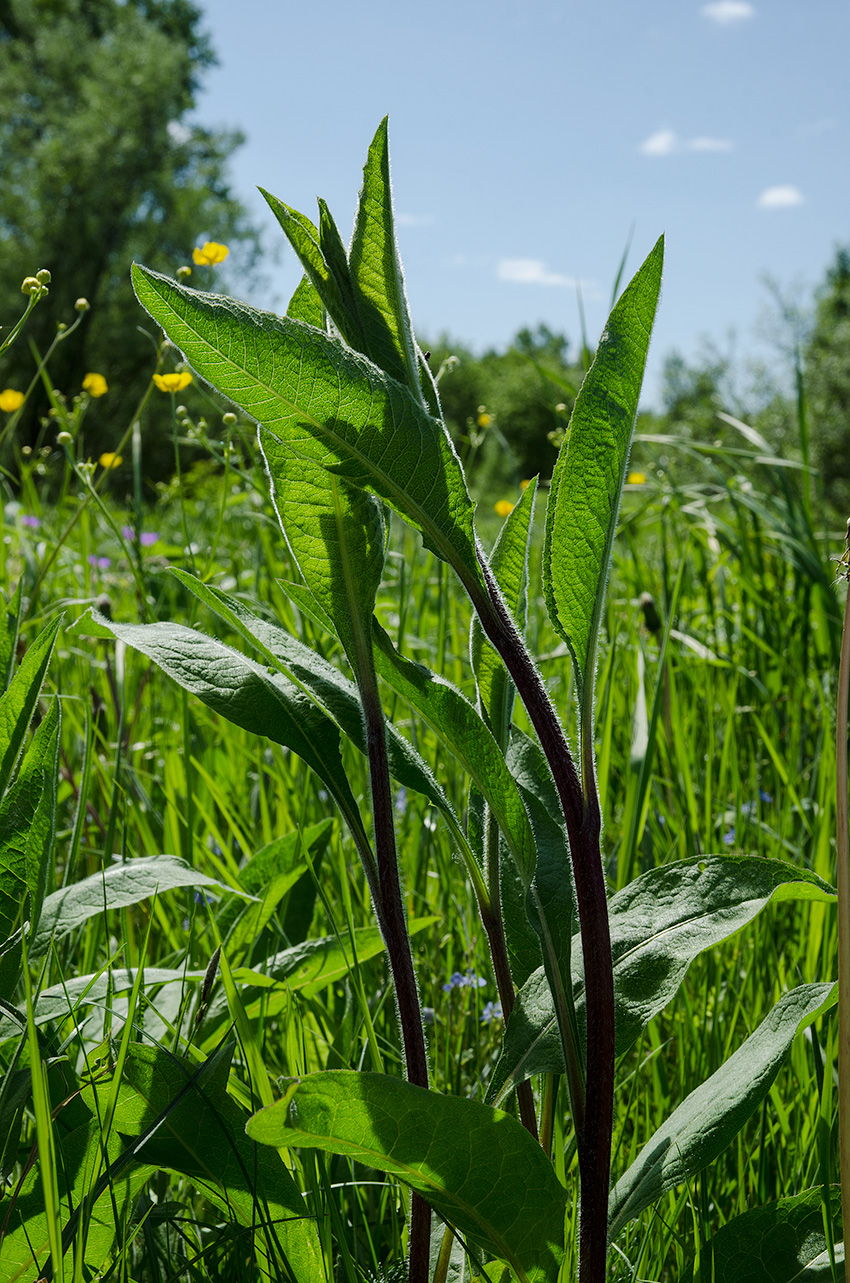 Image of Centaurea pseudophrygia specimen.