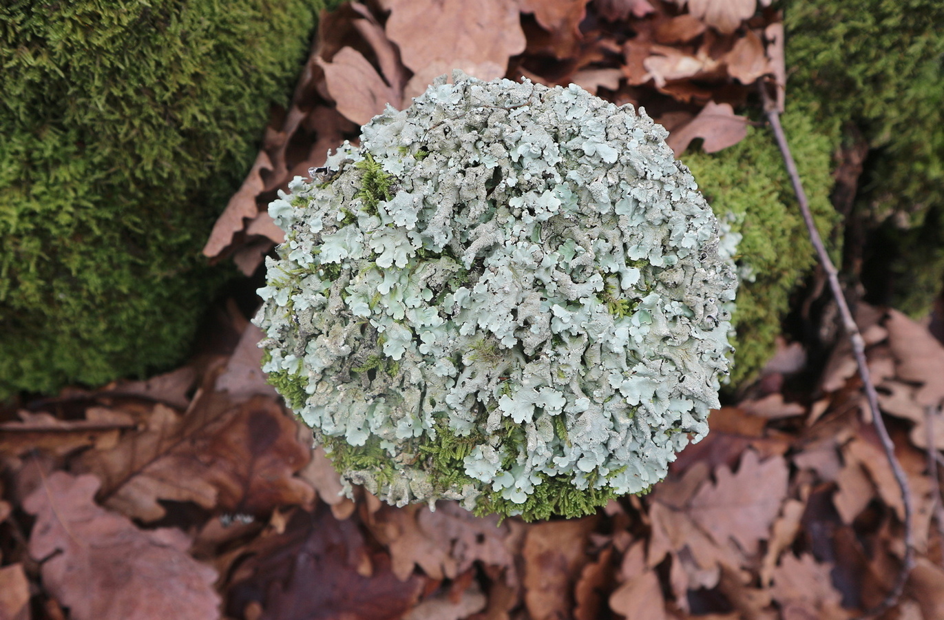 Image of Flavoparmelia caperata specimen.
