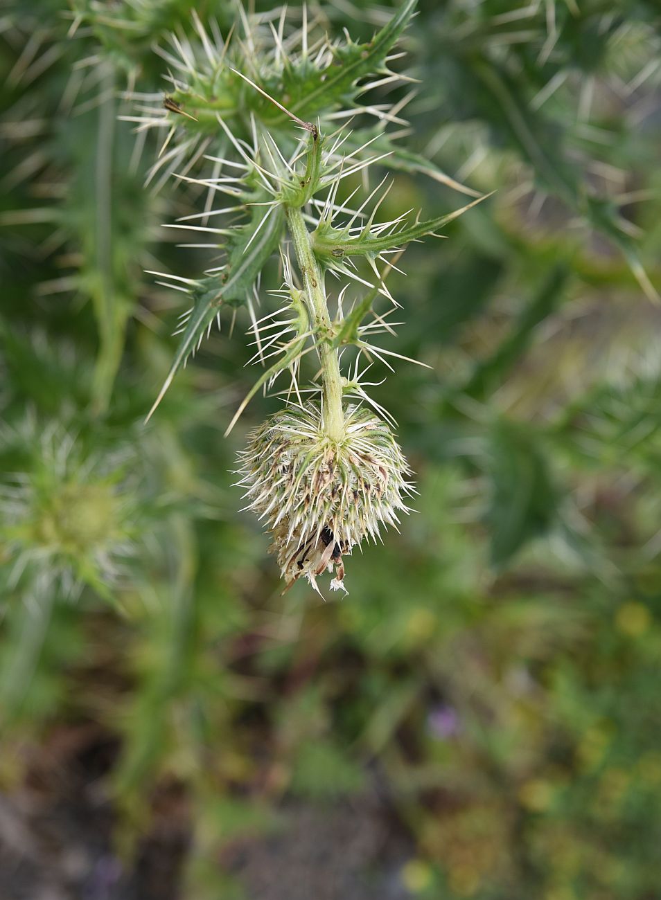 Image of Cirsium echinus specimen.