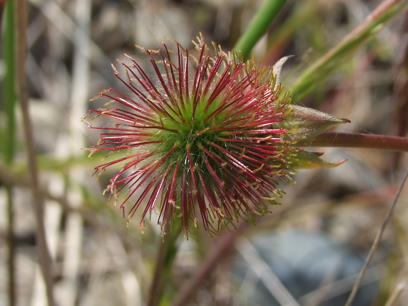 Изображение особи Geum aleppicum.