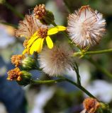 Senecio grandidentatus