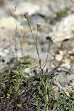 Erigeron seravschanicus. Цветущее растение. Южный Казахстан, Таласский Алатау, ущелье Коксай, высота 2600 м н.у.м.