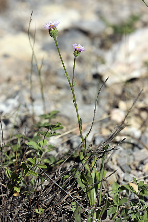 Изображение особи Erigeron seravschanicus.