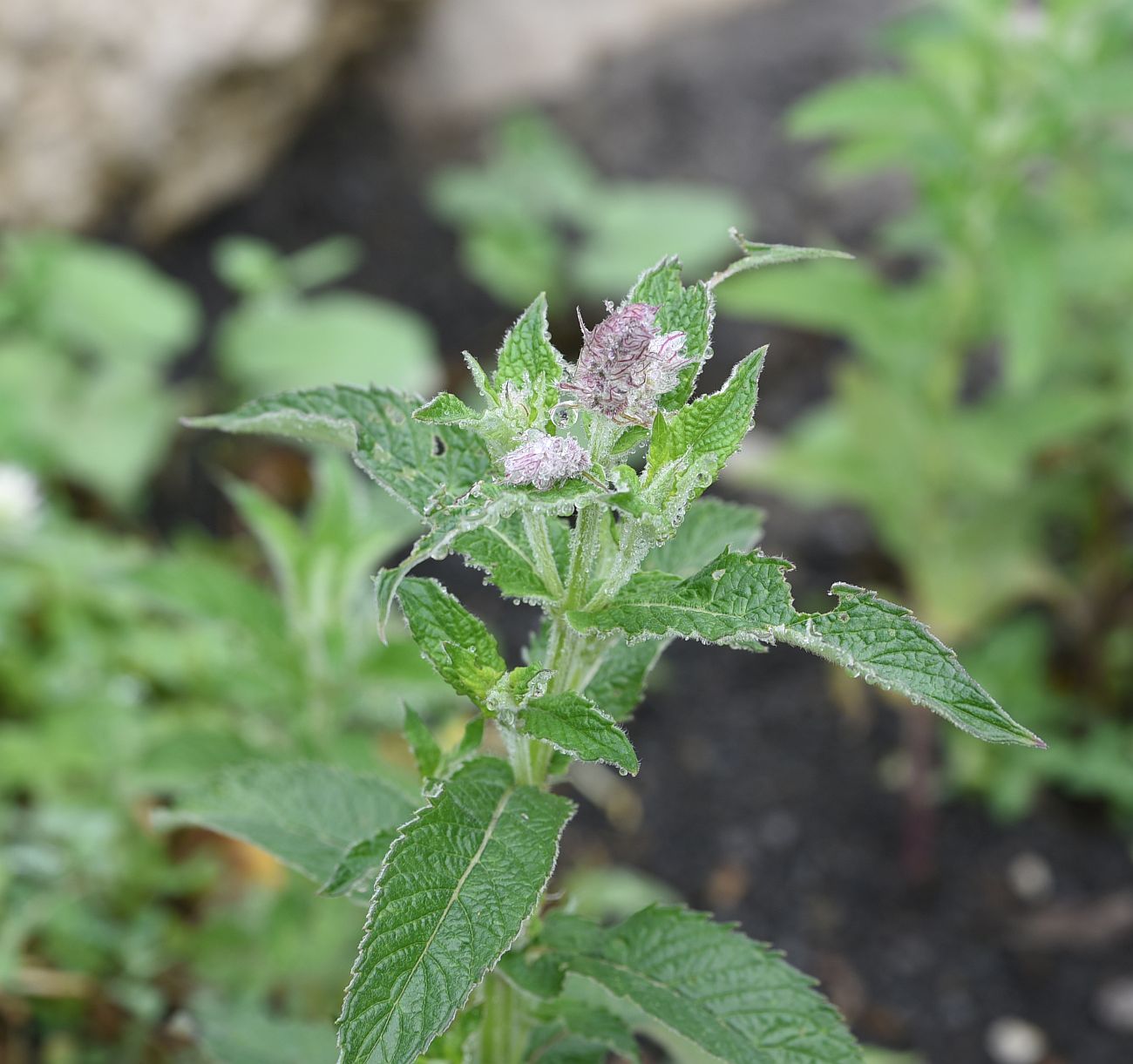 Image of Mentha longifolia specimen.