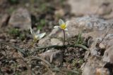 Tulipa bifloriformis