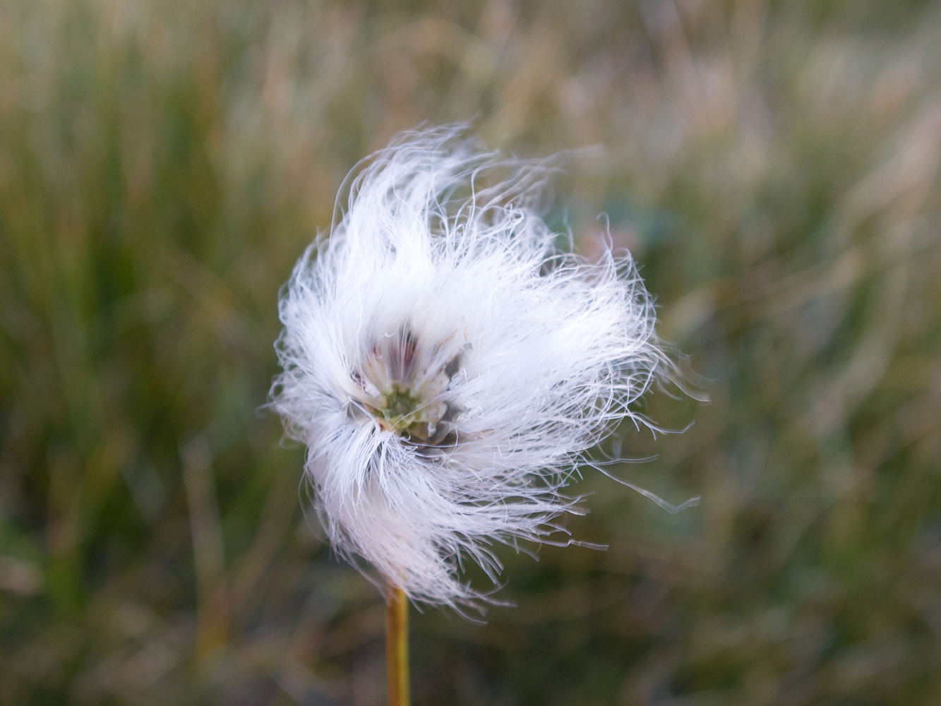 Изображение особи Eriophorum vaginatum.