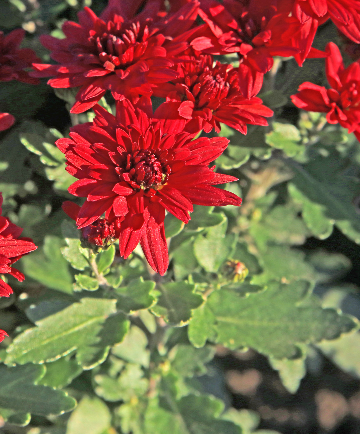 Image of Chrysanthemum indicum specimen.