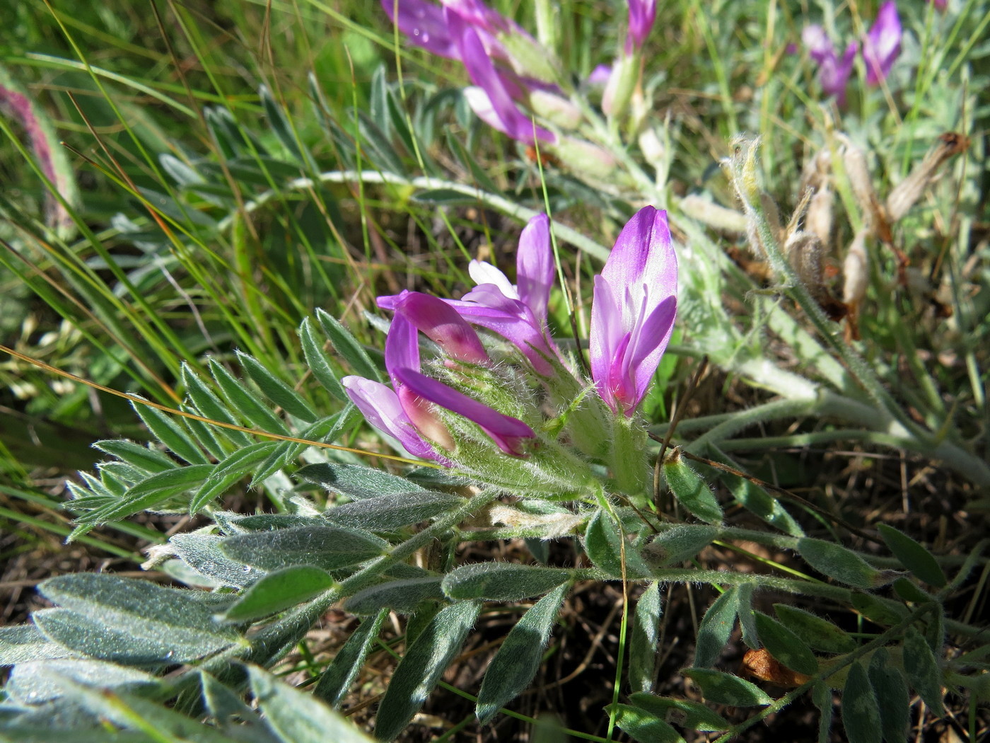 Изображение особи Astragalus sareptanus.